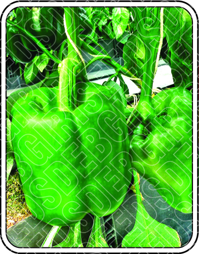 Capsicum Seeds
