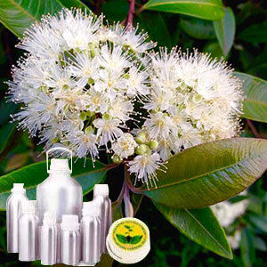 Myrtle Oil