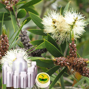 Melaleuca Quinquenervia Oil