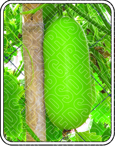 CAIRO SEEDS