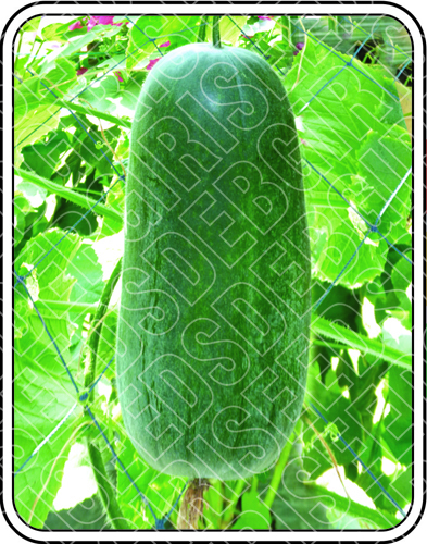 CARITA SEEDS