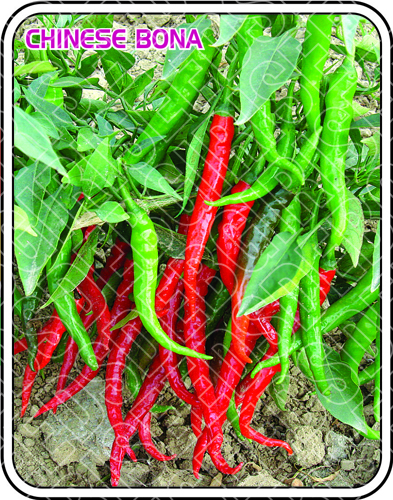 CHINESE BONA