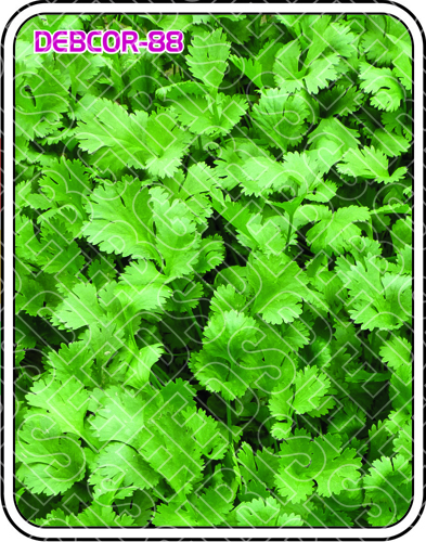 Coriander Seeds