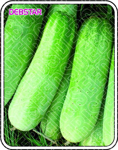 DEBSTAR SEEDS