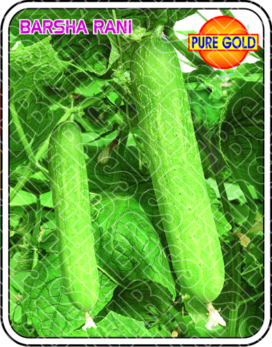 Cucumber Seeds