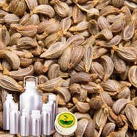 Parsley Seed Oil - Pure & Natural Extract | Cold-pressed, Rich In Nutrients & Antioxidants