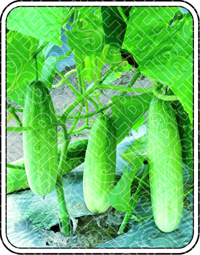 NINA SEEDS - High Yielding Hybrid Cucumber, 15-16 cm Fruits | Virus Tolerant, Edible, Early Bearing