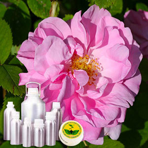 Rose Oil By INDIA AROMA OILS AND COMPANY