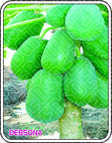 DEBSONA SEEDS
