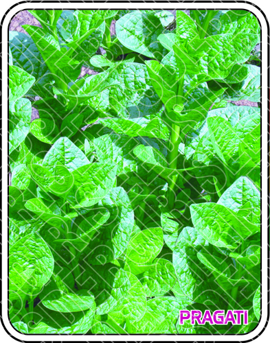 PRAGATI SEEDS