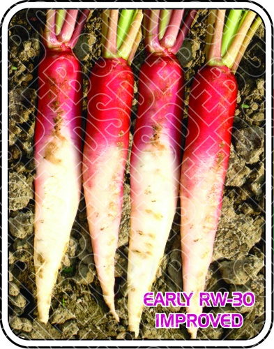 EARLY RW-30 IMPROVED - Extra Early Hybrid Half Red Aush Radish, 28-30 Days to Harvest | Edible, High Purity 97%, Ideal for Fresh Market