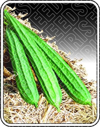 Ridge Gourd Seeds