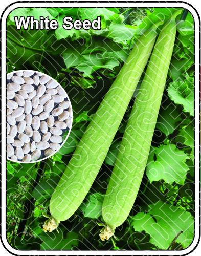 TANVI SEEDS