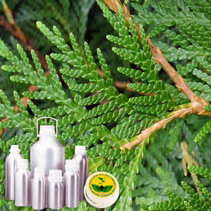 Thuja Oil By INDIA AROMA OILS AND COMPANY