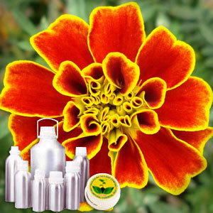 Tagetes Oil By INDIA AROMA OILS AND COMPANY