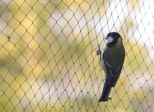 Black Anti Bird Net