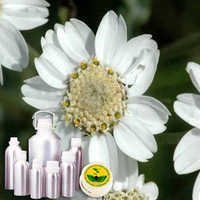 Yarrow Oil - Achillea Millefolium Essential Oil Extract | Pure, Natural Therapeutic Properties For Aromatherapy And Healing