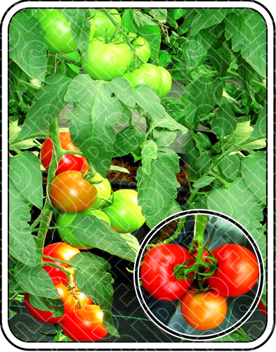 UTTAM SEEDS