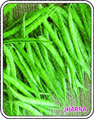 Cluster Beans