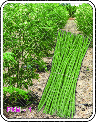Drumstick Seeds