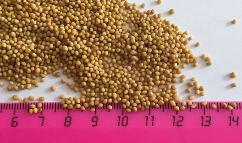 Yellow Mustard Seeds