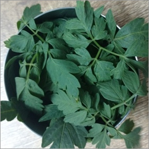 Balloon Vine Leaves