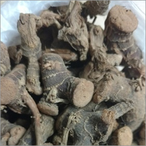 Kulanjan Extract