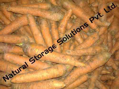 Carrot Cold Storage