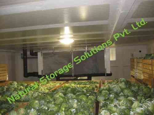 Cabbage Cold Storage