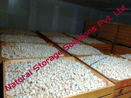 Garlic Cold Storage