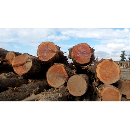 Soft Wood Logs