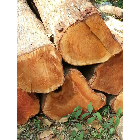 Babool Wood