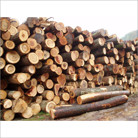 Babool Wood Logs