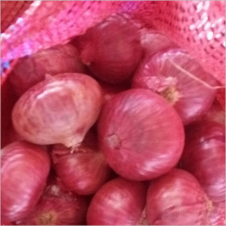 Fresh Big Onion