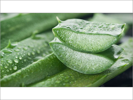 Herbal Aloe Vera