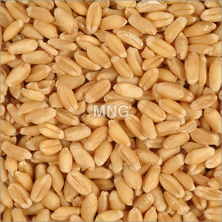 Whole Wheat