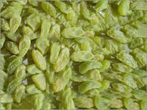Green Raisin