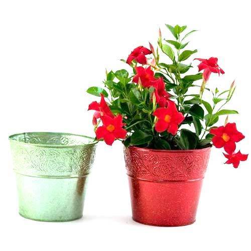 Decorative Metal Planters