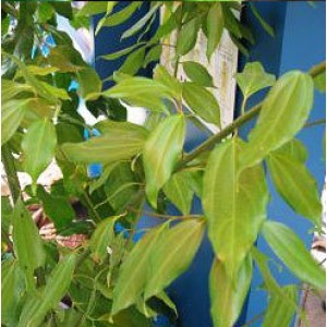 Indian Cajeput Oil