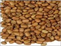 Pigeon Peas Pigeon Peas
