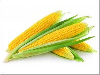 Yellow Maize Yellow Maize