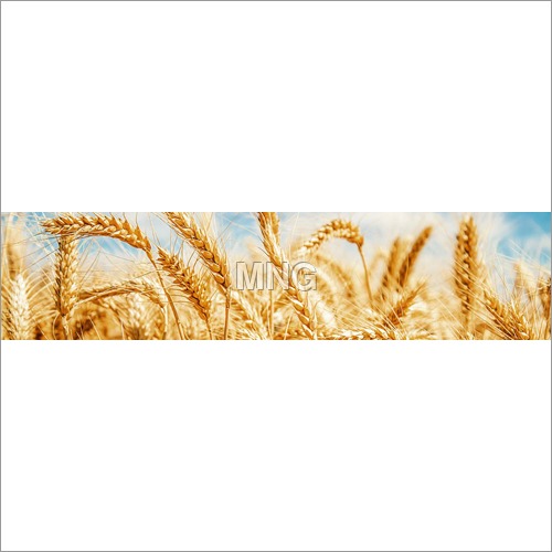 Wheat Atta