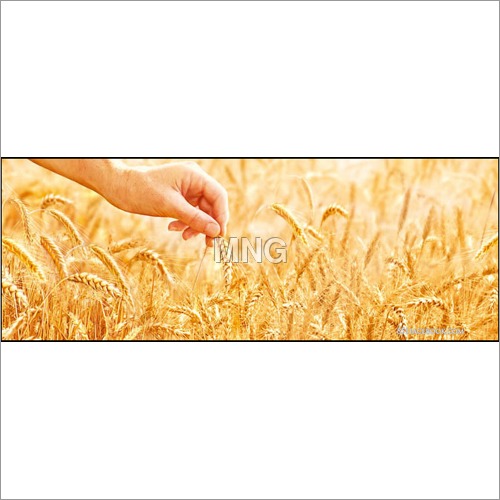 Whole Wheat