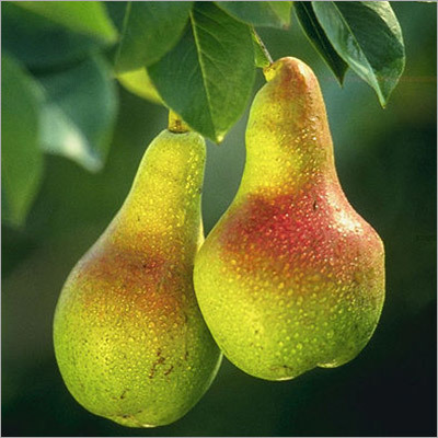 Pear (Tumba)