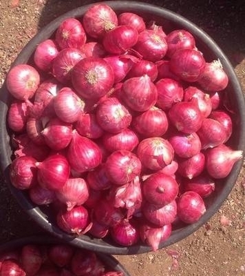 Cipolla Fresca