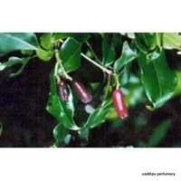 Clove Essential Oil