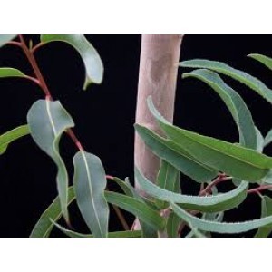 Pure Eucalyptus Oil