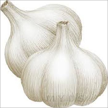 Fresh Garlic