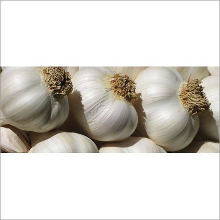 Indian White Garlic