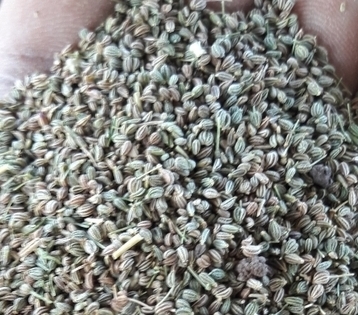 Carom Seeds Carom Seeds